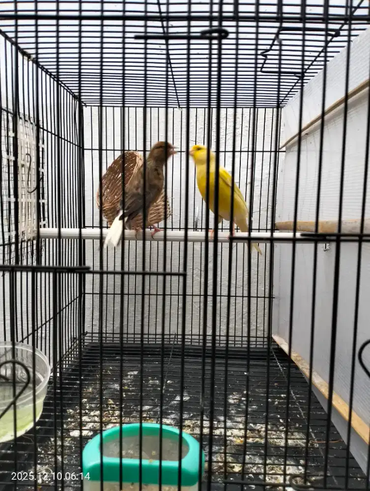 Betina ,pernal nelor, bonus jantan tua