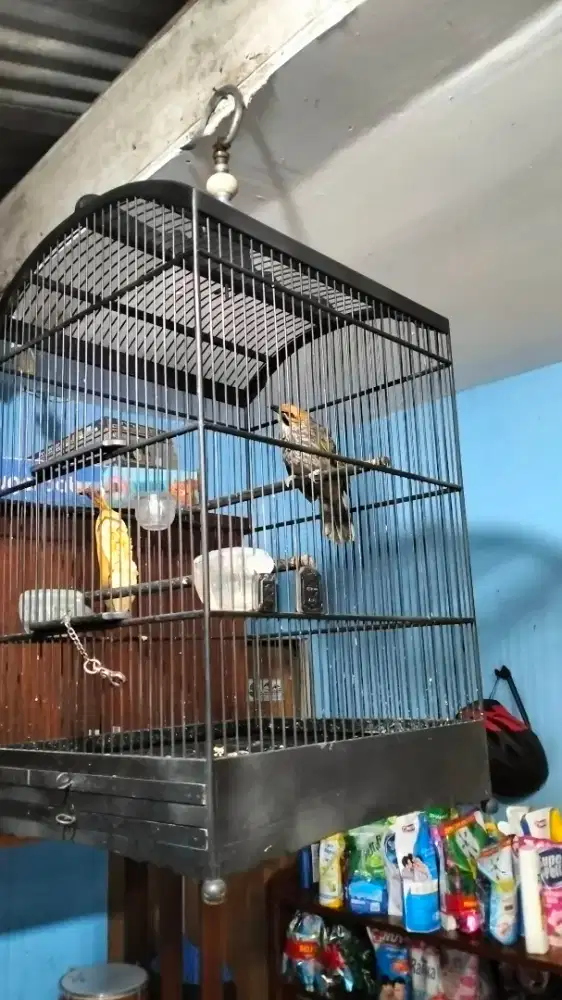 Cucak Rowo gacor variasi