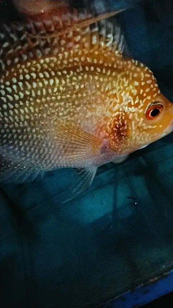 Louhan golden base betina