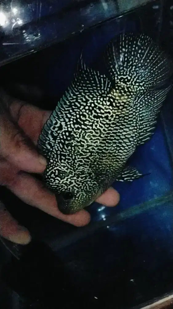 Louhan betina cencu gen gb