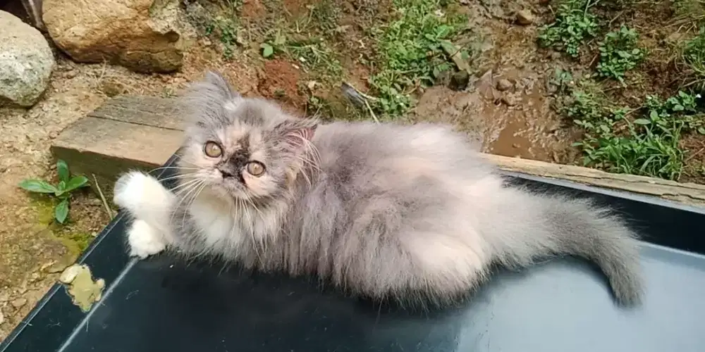 Persia flatnose longhair betina