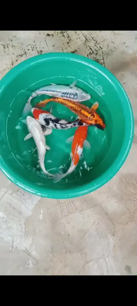 Koi mix 26-27 cm