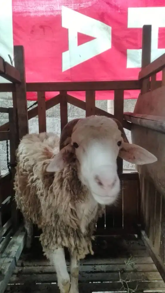 DOMBA KAMBING AQIQAH