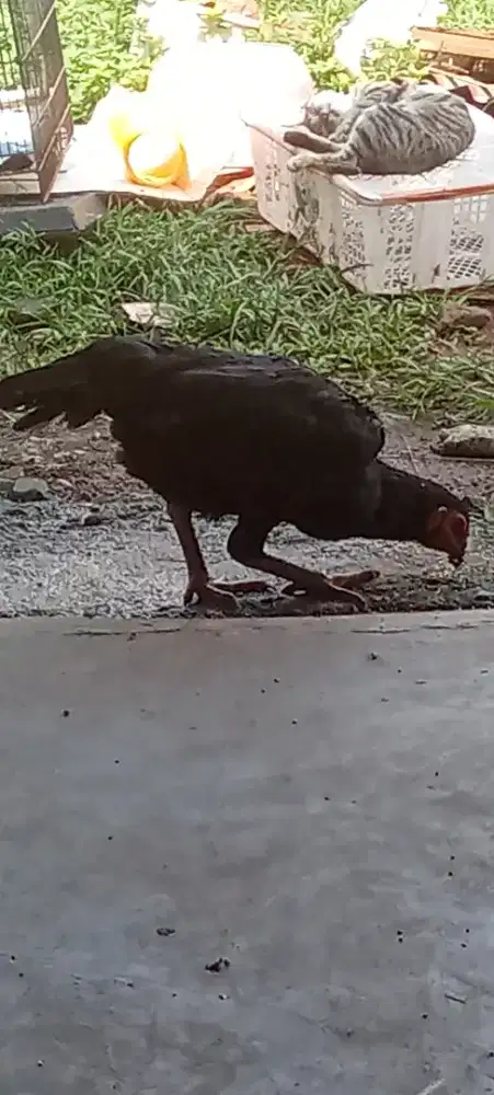 Ayam Bangkok biang pro