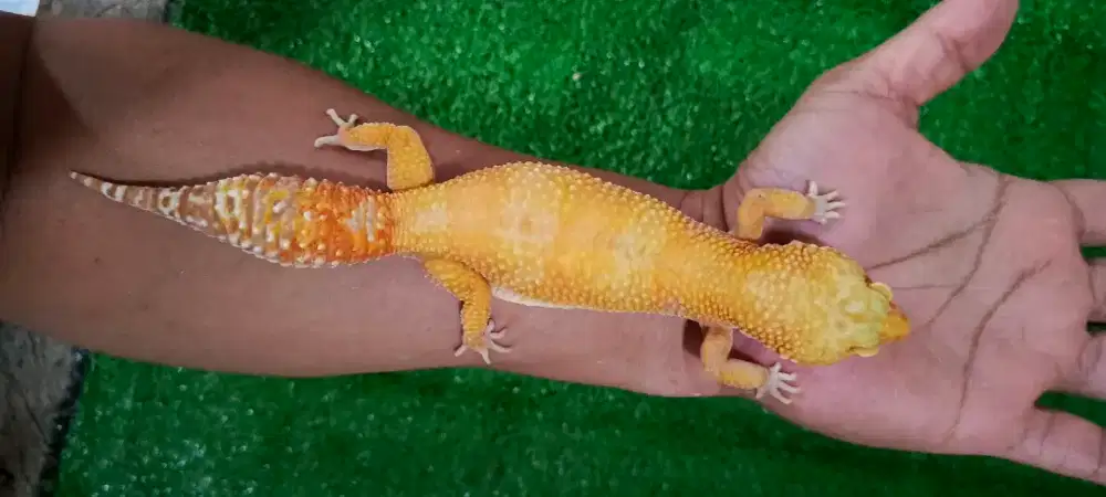 Gecko Giant Tremper