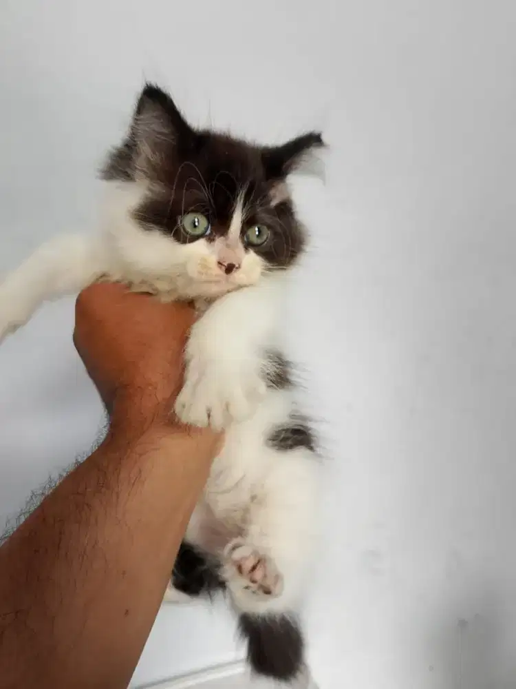 Kucing persia 2 bulan