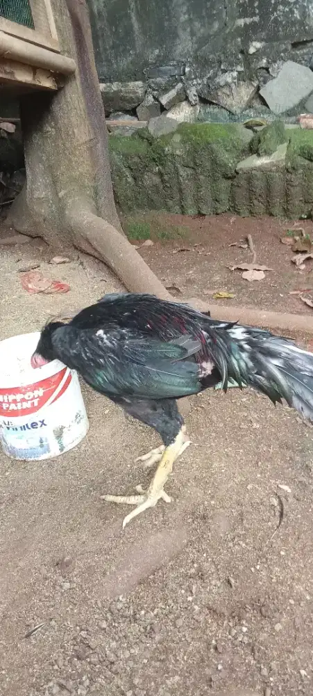 Ayam Bangkok cengkrong