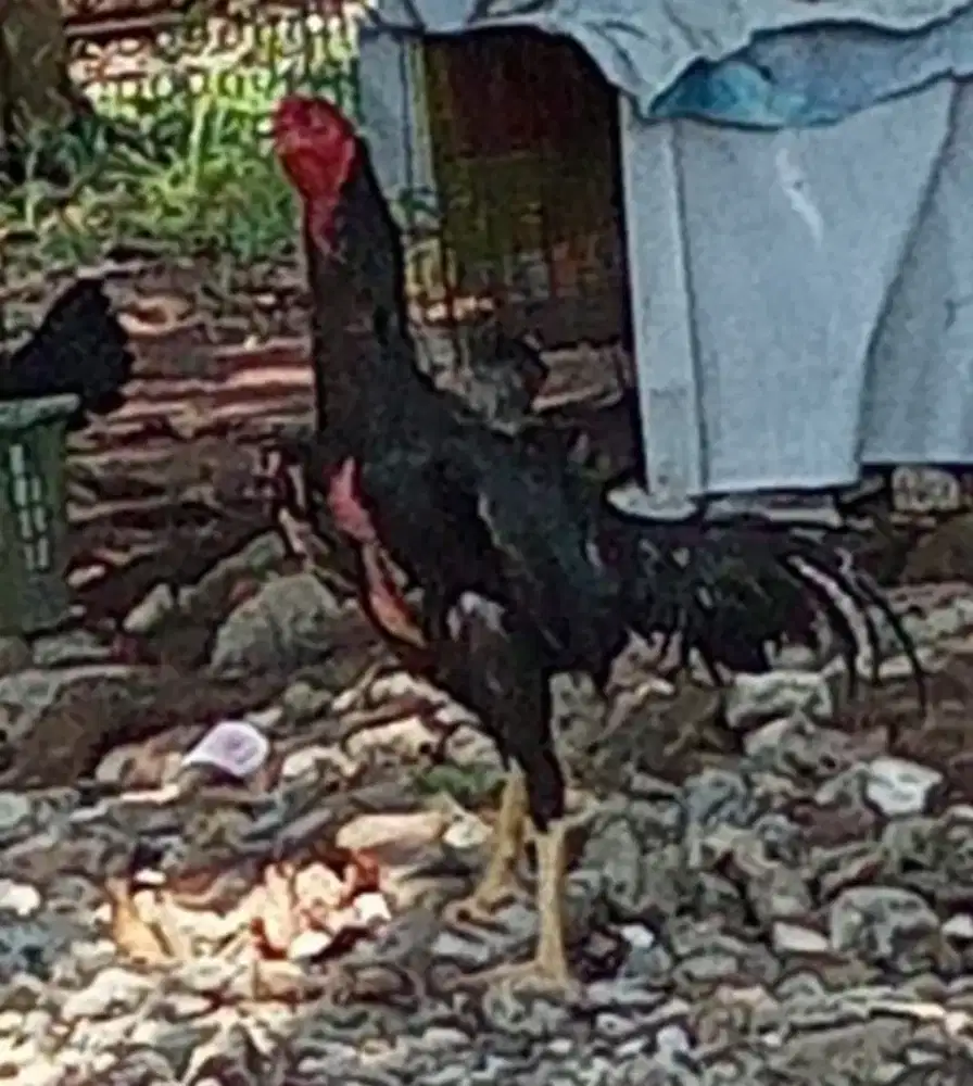 Ayam Bangkok cengkrong