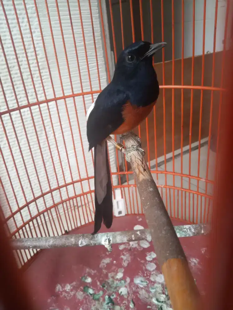 Jual burung murai