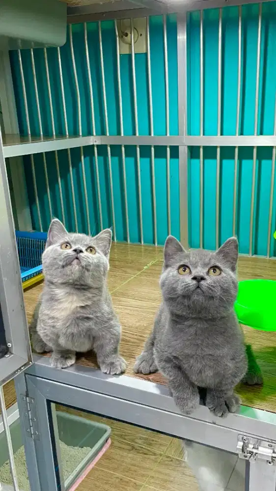 British bsh munchkin jantan dan betina