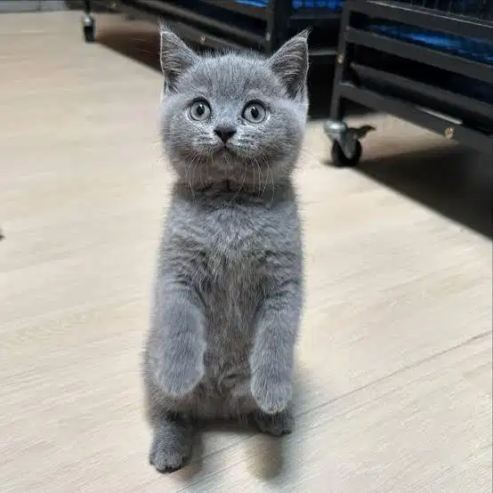 anak kucing british shorthair