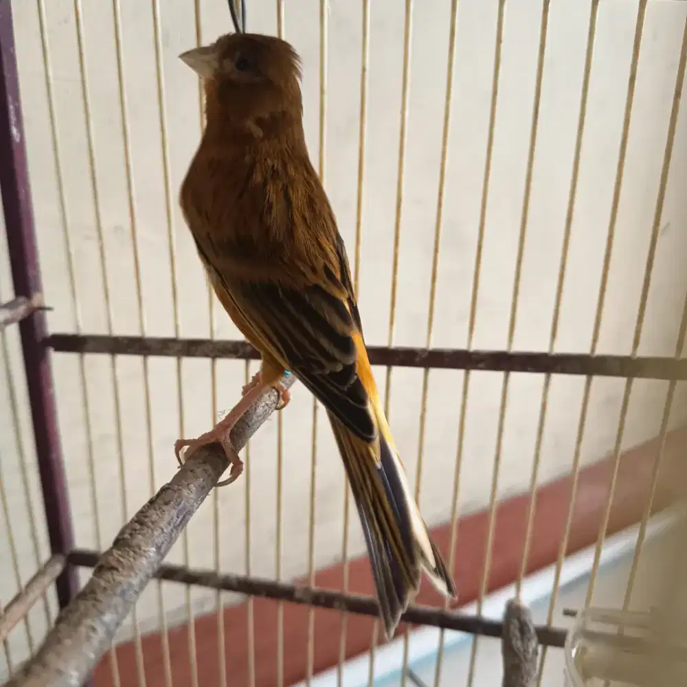 Kenari gacor TT betina