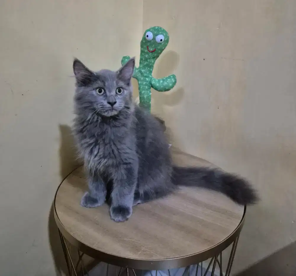 Dijual kitten himalaya