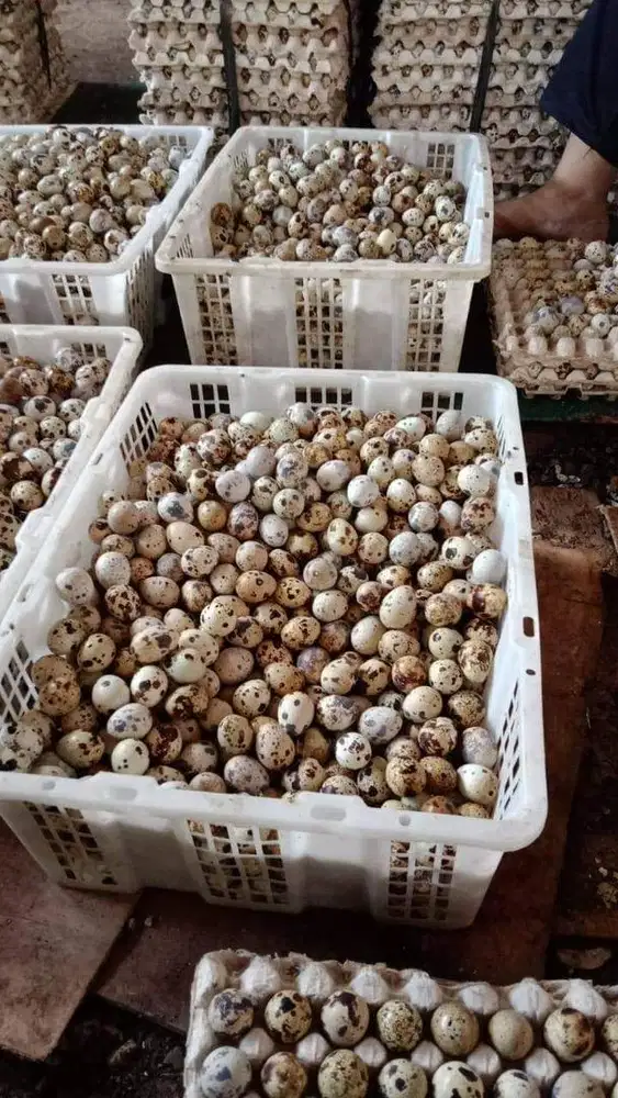 Telur Puyuh Segar Area Bogor - Siap Antar