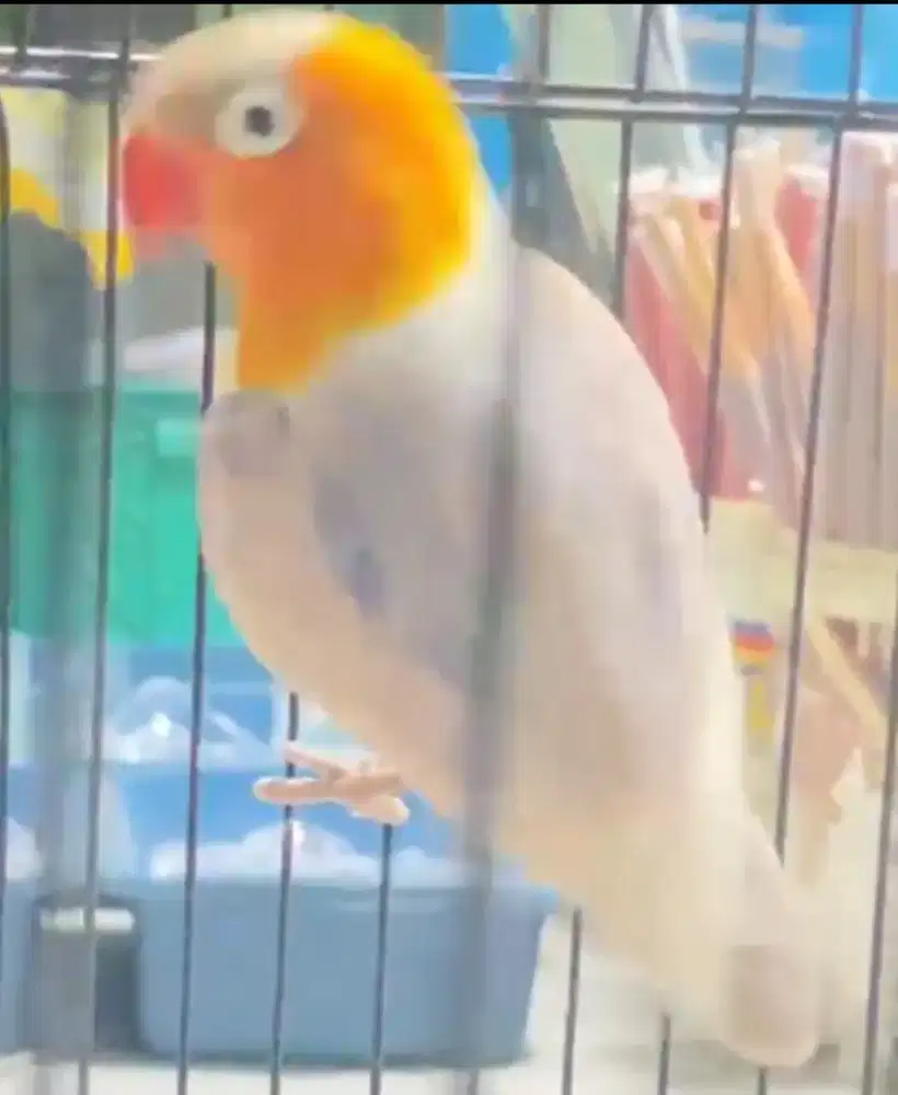 Jual lovebird half sider clean face rare unik