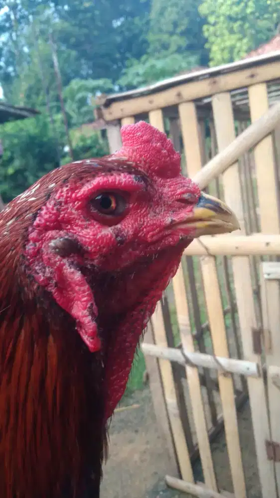 Ayam jago mangon siapan