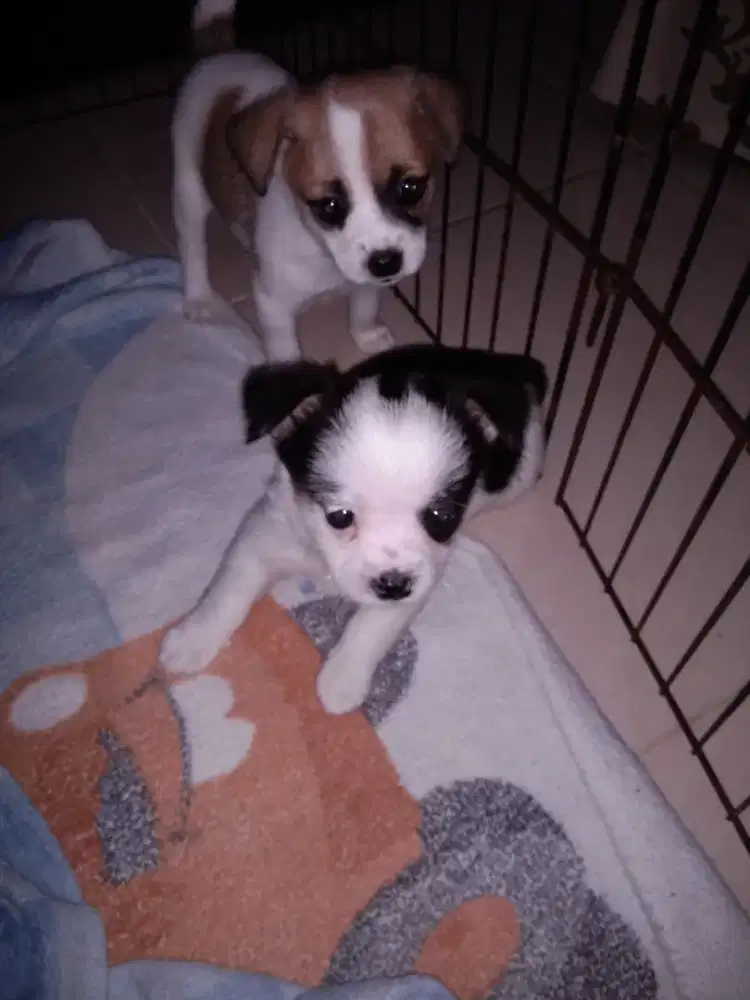 Anak Anjing Minipom mix Maltese