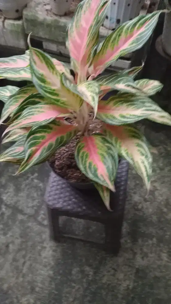Aglonema pink sunset rimbun
