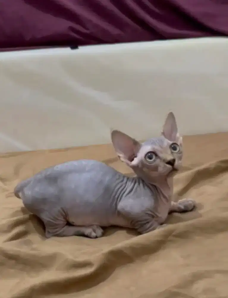Bambino betina kitten sphynx cebol