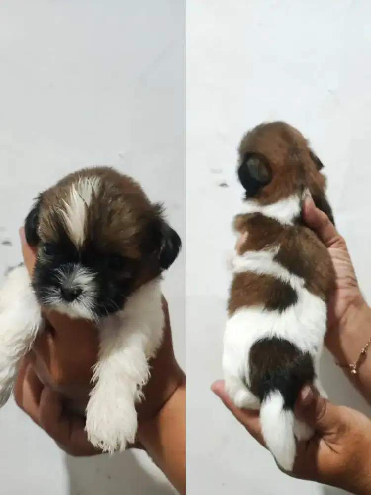 Sitzu puppies 1,5 bl