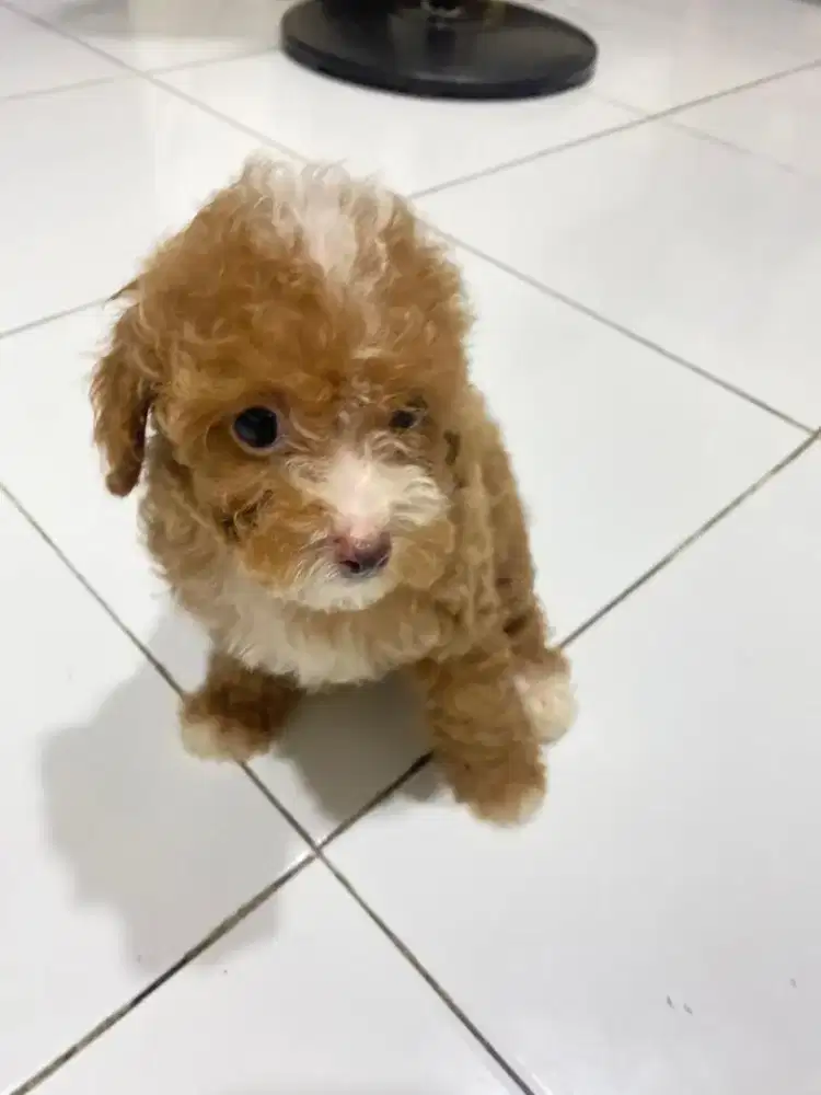 Poodle 2 bln anakan