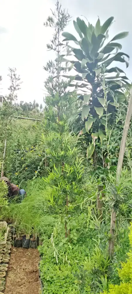 Lohansung kapsul atau mawar taman siap tanam tinggi 1,5-2 meter