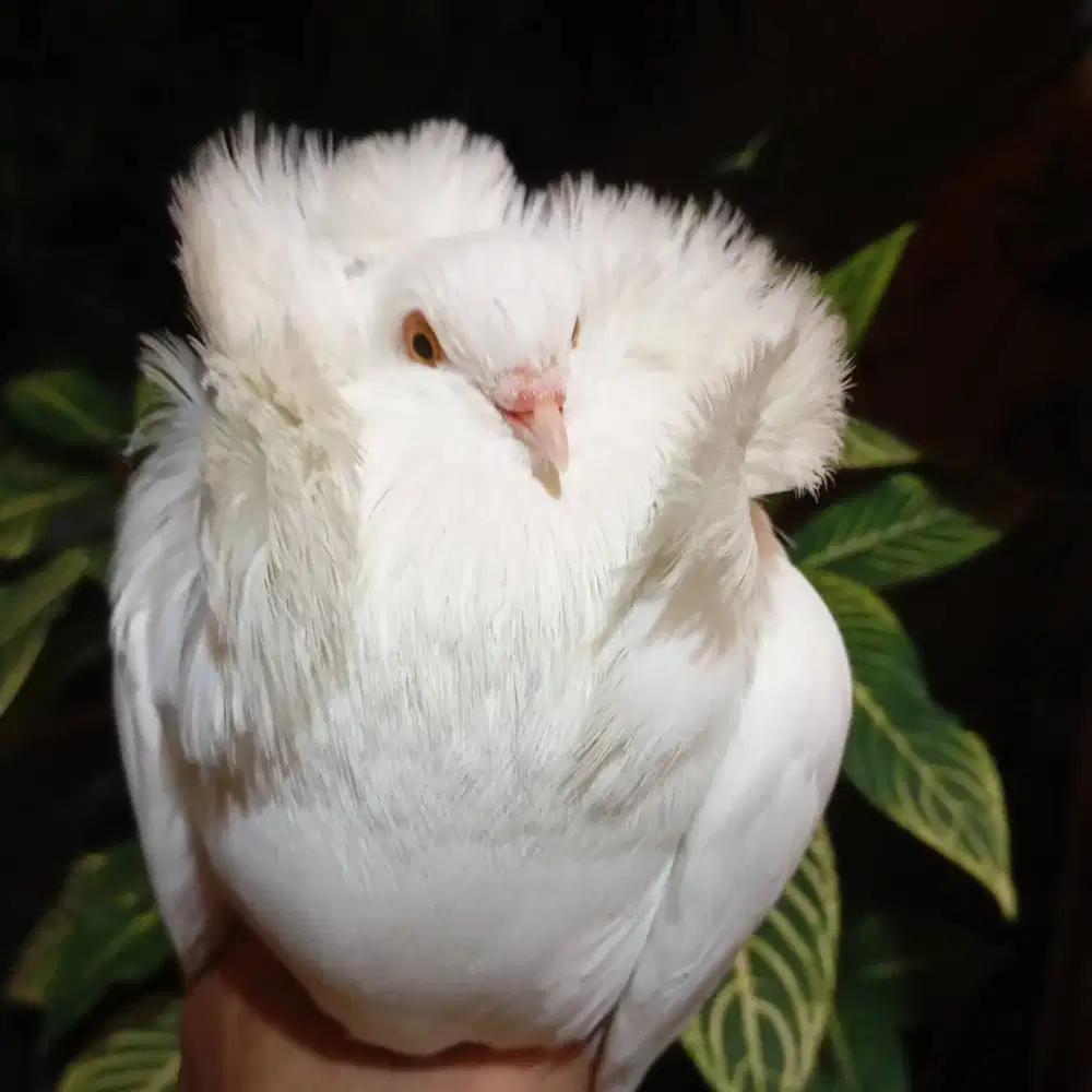 Burung merpati jacobin