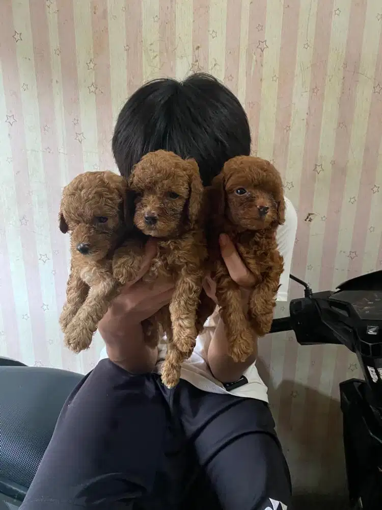 Toy poodle jantan dan betina