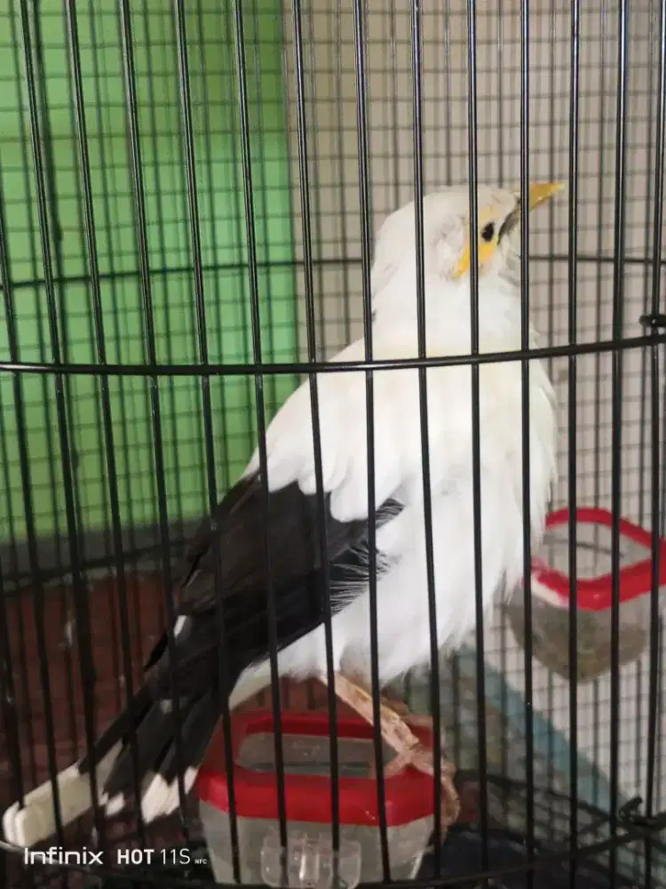 Burung putih gacor jinak bisa ngomong