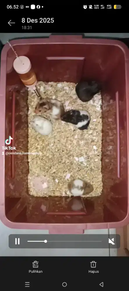 Dijual cepat syria bigbone 14 ekor & 1 indukan gendong anak 5