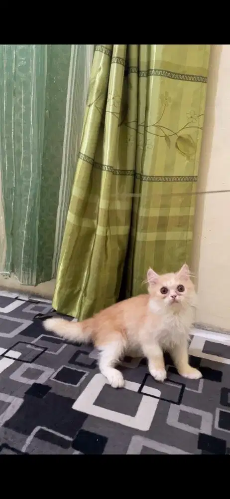 persia flatnose jantan usia 3 bulan