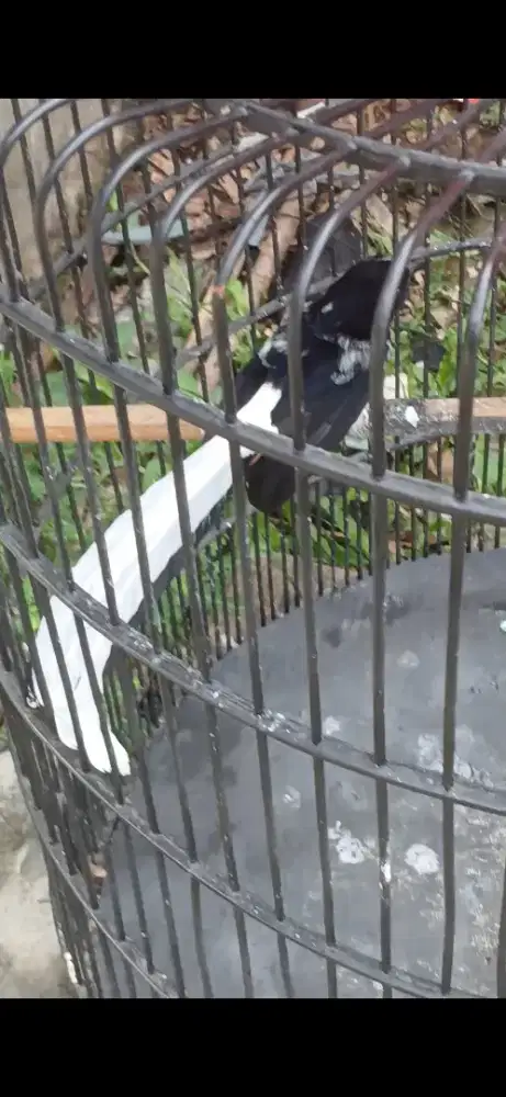 Murai jantan blorok ekor pocong