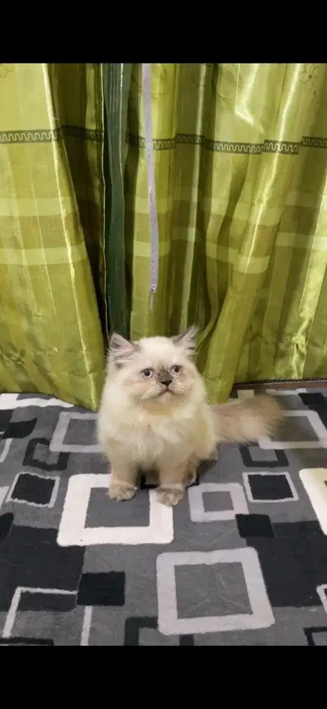 persia flatnose himalaya jantan 3 bulan