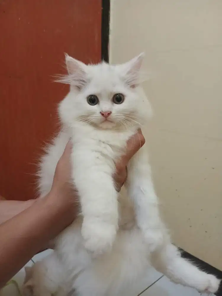 Kitten persia himalaya