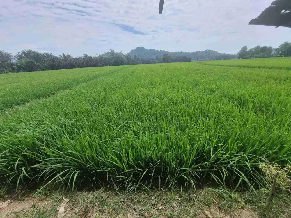 Dijual Sawah dengan view gunung di buntu dengen ada pengairan/irigasi dekat jalan raya