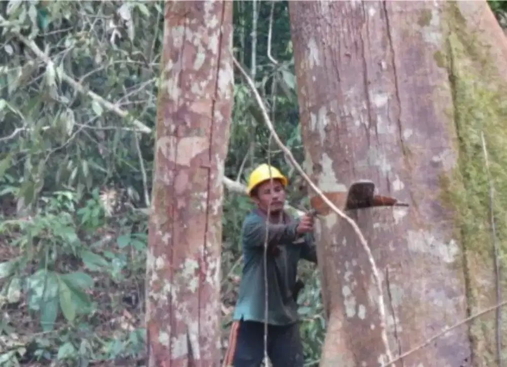 jasa tebang pohon dan taman