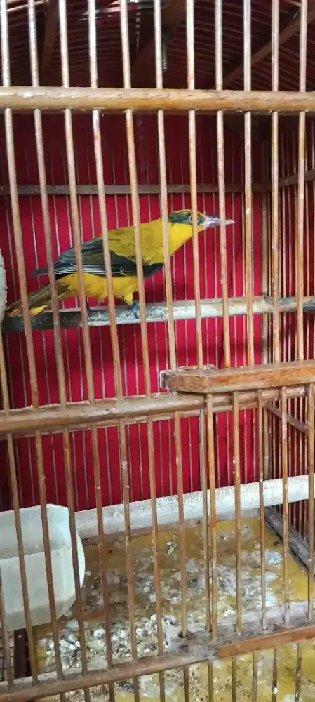 Kepodang jawa trotol rajin