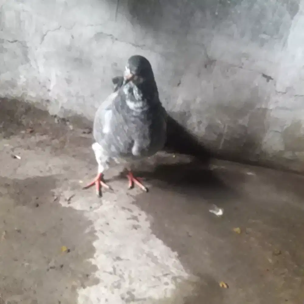 Merpati soking spasang