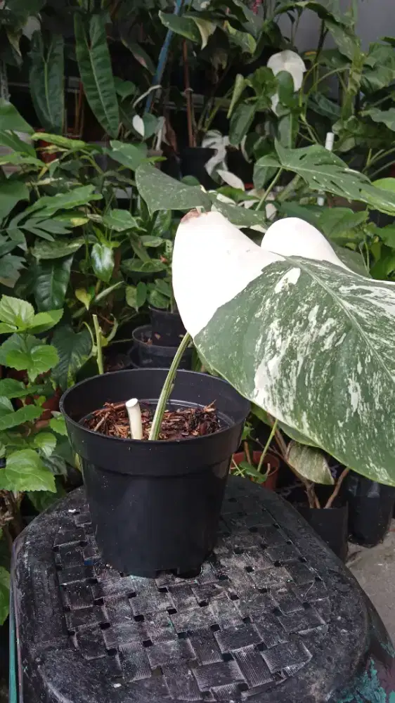 Monthai dan Monstera Varigata ekonomis