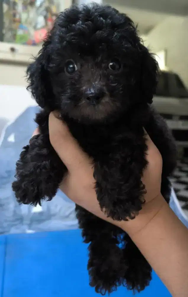 Silver Toy Poodle
