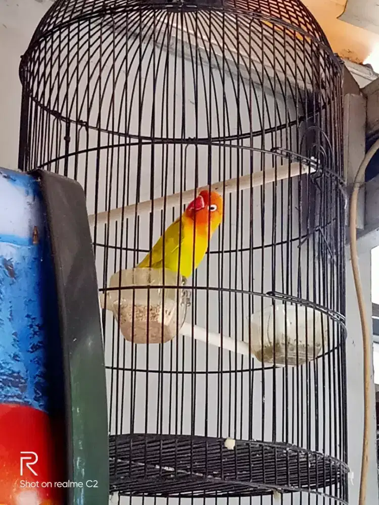 burung lobert isian muray katem ciblek prenjak