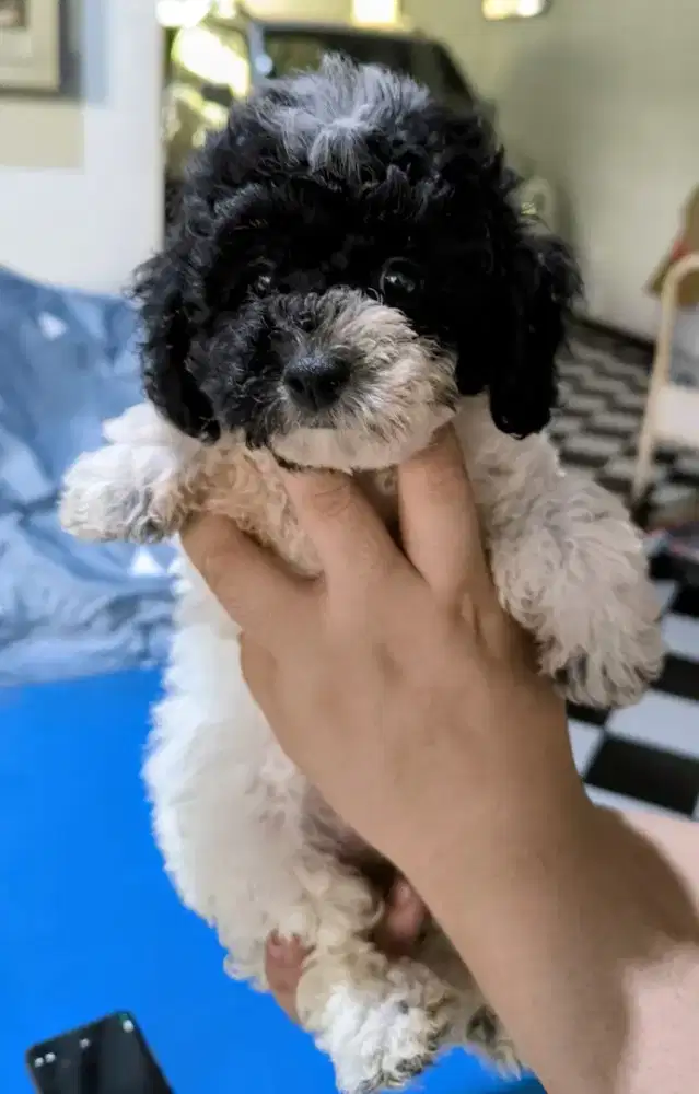 Party silver toy poodle