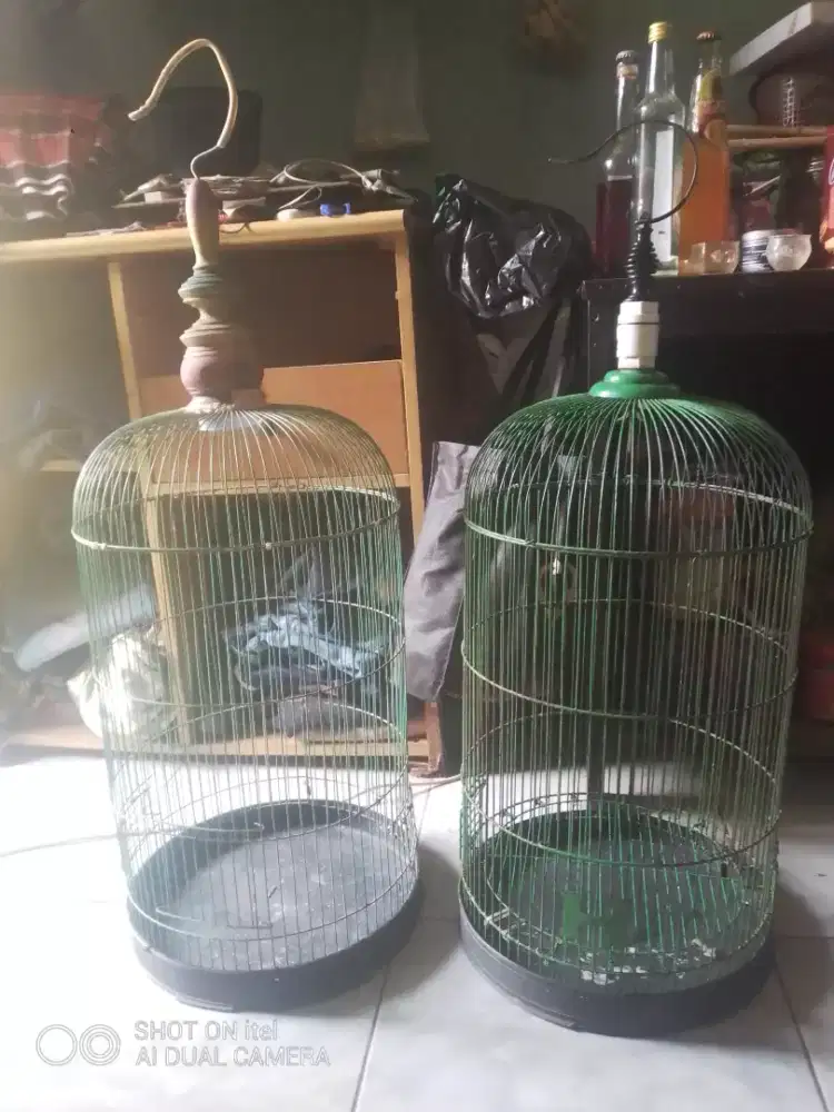 Kandang lb masih layak pakai di BSD