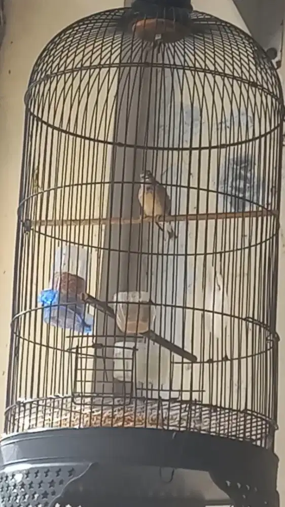 Blackthroat jantan gacor