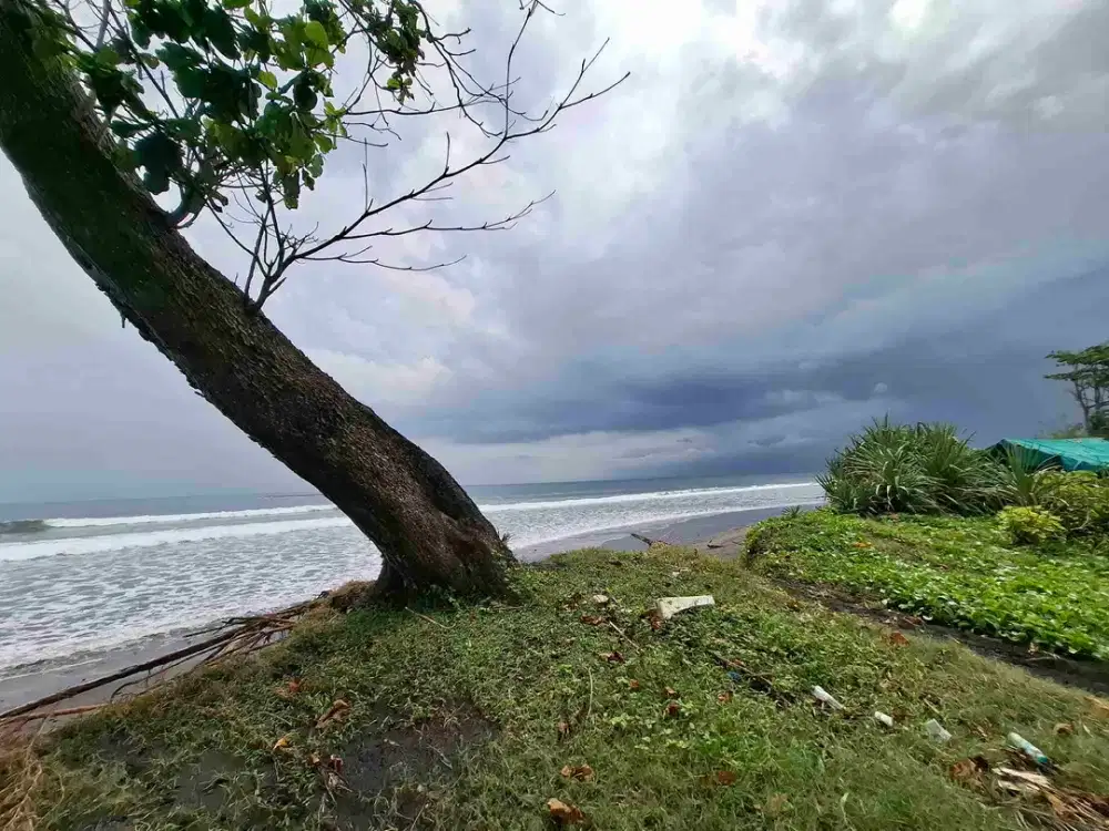 jarang ada los pantai cocok untuk usaha pariwista atau tambak udang