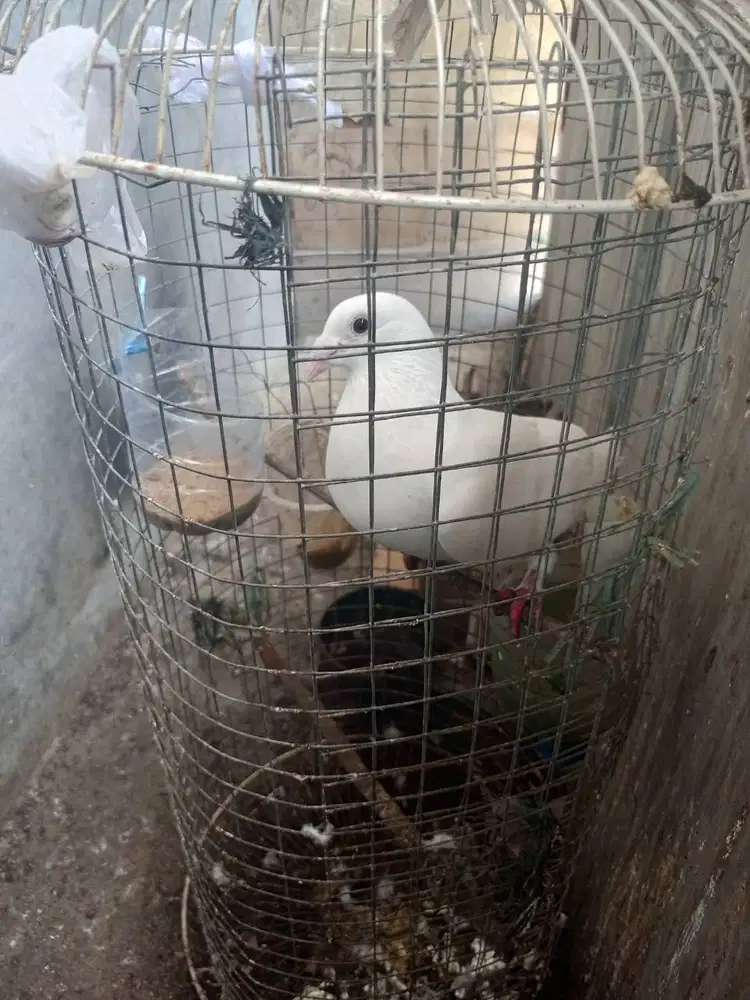 Murai batu pe 21 1.3jt