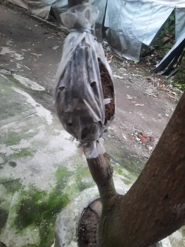 Jual Phon Mngga Kiojay Madu Jumbo Thailand Yg CANGKOKKAN.