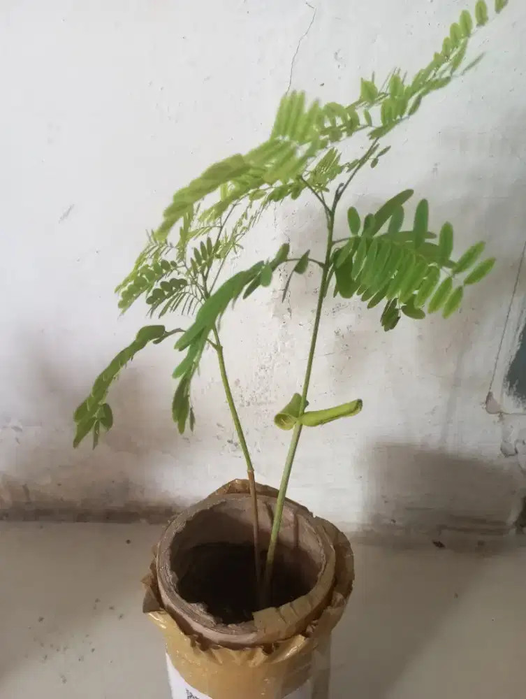 Pakis solobium estetik