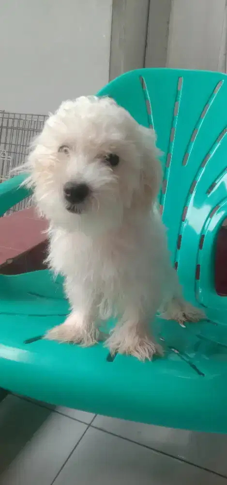 Anakan Maltese jtn 4.5.bulan