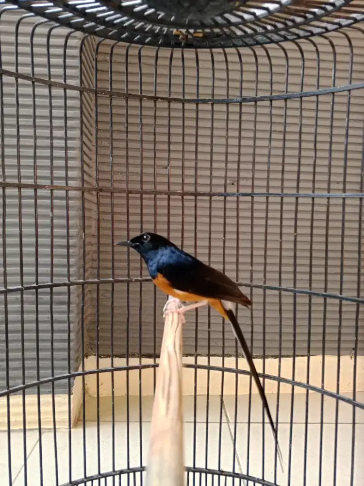 Murai medan ex prestasian Gacor